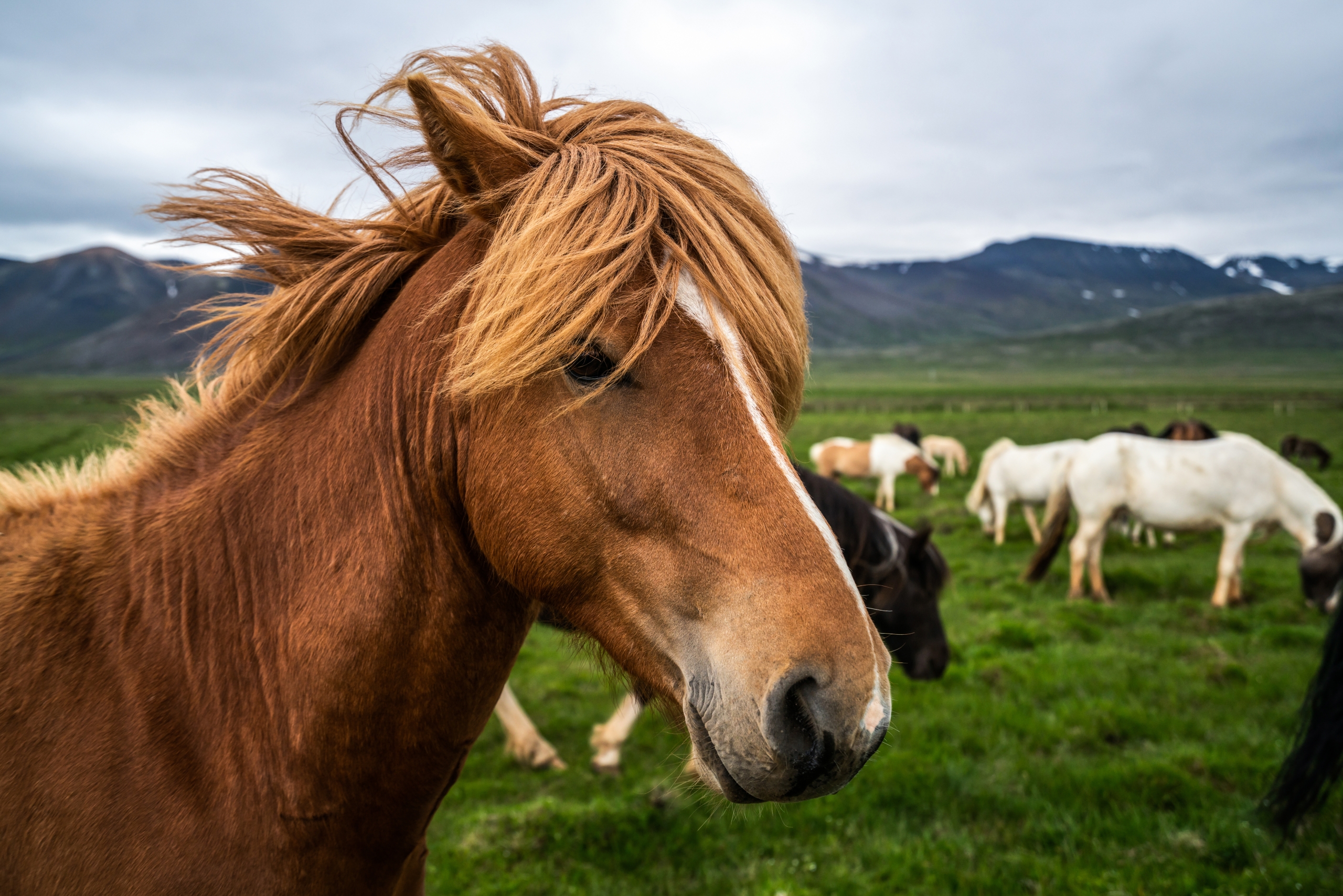 Autumn Equine Law Guide: Navigating Seasonal Legal Challenges in Horse Ownership